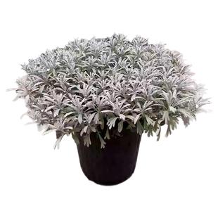 银叶菊芙蓉菊盆栽花苗菊花阳台庭院赛车手羽叶耐热耐寒花境植物