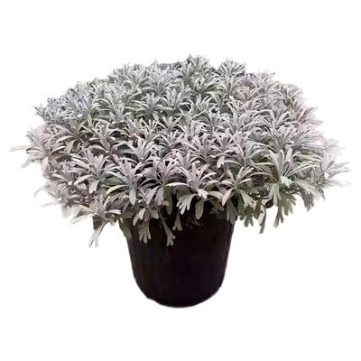 银色观叶植物庭院银叶菊芙蓉菊