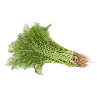 密云农家当日自种现拔茴香