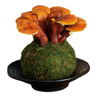 灵芝苔藓球观叶盆栽水培办公室桌面趣味招财多肉好养易活植物防辐