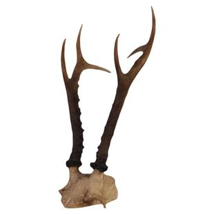 仿真动物头骨鹿角羚羊角山羊角复古树脂头骨教学标本家居装饰品