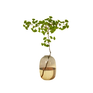 大肚花瓶玻璃水培器皿摆件插干花瓶透明简约高级感吊钟新中式客厅