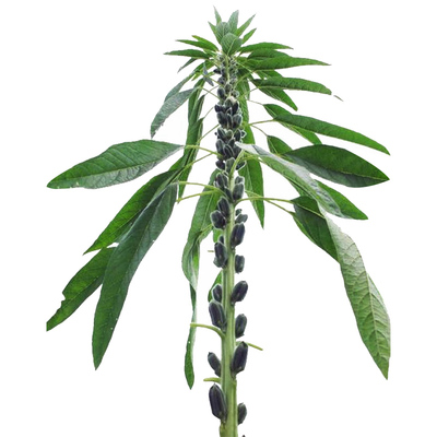 芝麻开花节节高籽粒饱满含油量高