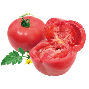 四季番茄苗秧苗矮生黑珍珠圣女果千禧小番茄西红柿种子蔬菜种籽孑