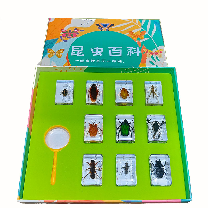 昆虫标本甲虫动物海洋贝类树脂