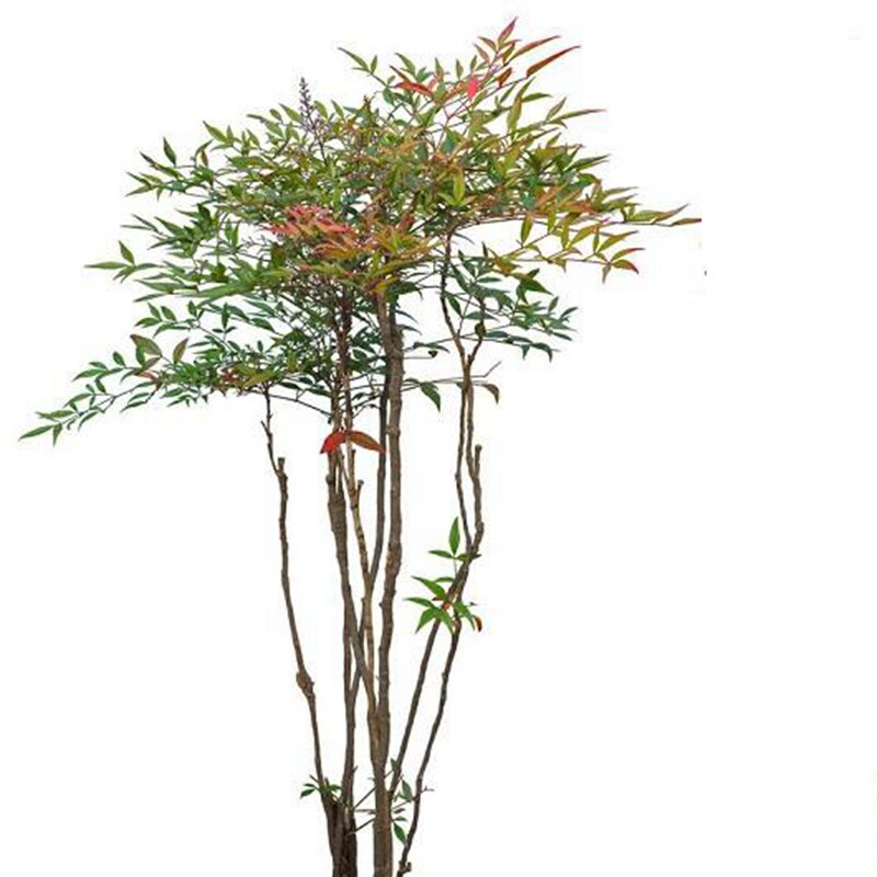 南天竹南天竺盆景办公室盆景居家盆栽特惠观叶植物绿植庭院