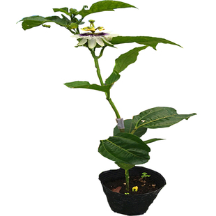 新品种金密百香果黄金百香果树果苗带土嫁接苗庭院阳台盆栽四季