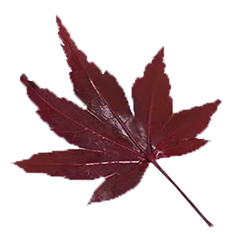 新鲜采摘红枫叶坏单包赔现采发货