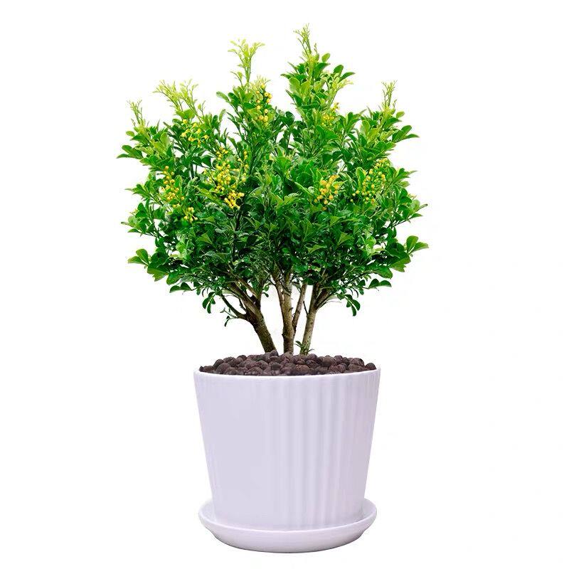 四季好养庭院阳台开花不断植物