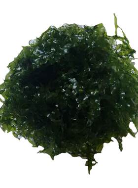 散装怪蕨好养摩莫斯凤尾莫丝水草