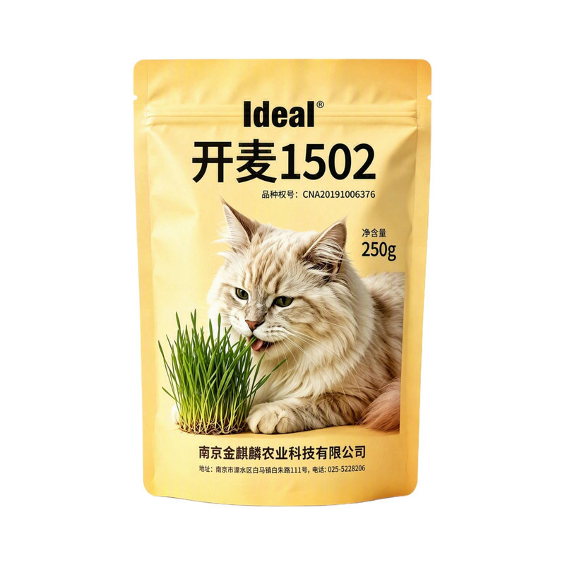 猫草种子小麦种子小麦草种大麦种黑麦苗水培芽苗菜草种盆栽种植
