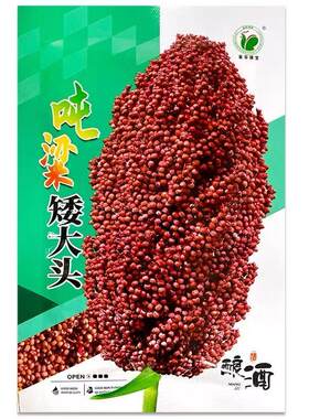 矮杆高粱种籽早熟抗病酿酒
