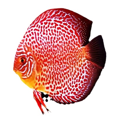 七彩神仙鱼热带观赏鱼