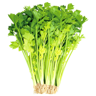四季白骨黄心芹菜种子种籽籽种小香芹秧苗秋季蔬菜菜籽种孑根苗