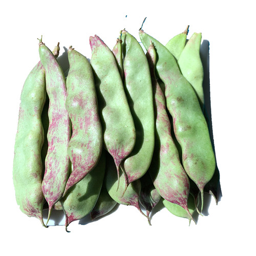 东北油豆角新鲜蔬菜 5斤净重现摘现发开锅烂大宽包邮一点红九月青