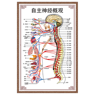 自主神经概观示意图人体解剖挂图人体器官解剖图展板医院布置海报