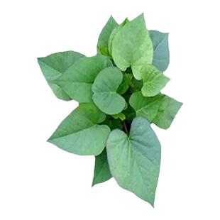 烟薯苗子红薯苗种番薯秧苗蜜薯紫薯山芋西瓜红地瓜苗秧板栗红著苗