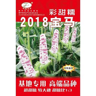 无渣甜春菜种子芥菜种籽四季播种阳台盆栽农家菜园庭院蔬菜种孑