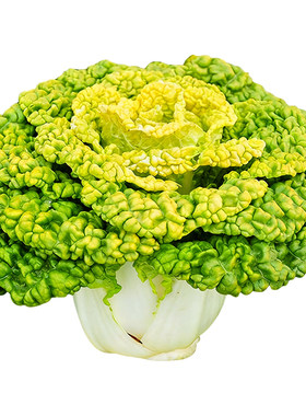 罗马生菜种子不挑季节耐热耐寒