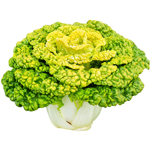 罗马生菜种子不挑季节奶油紫叶直立生菜种籽菜园阳台耐热耐寒蔬菜