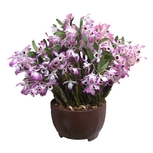 金钗石斛苗云金种源石斛苗药用食用阳台观赏室内盆景开花机器易活