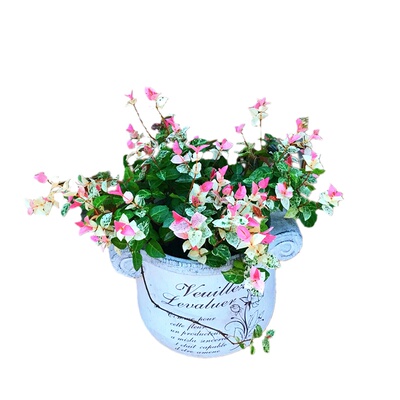 耐晒耐寒花叶络石好养庭院