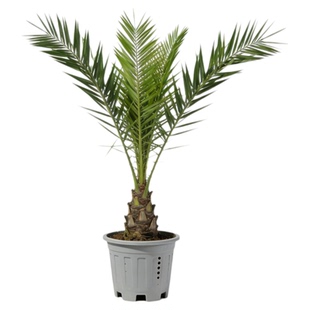 中东海枣树苗林刺葵热带别墅公园耐寒高档风景树银海枣棕榈科植物