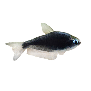 黑帝王灯活体热带观赏鱼淡水鱼群游鱼小型鱼蓝国王灯高端稀有灯鱼