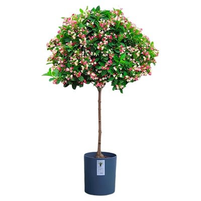 五彩锦带花树苗庭院地栽红王子锦带花苗灌木植物耐寒耐旱地栽花卉