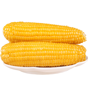 【大黄糯】露茵鲜甜糯玉米真空黏粘老玉米棒黄苞米非转基因