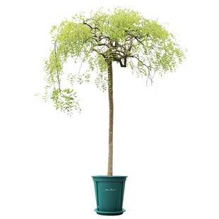 国槐树苗大树绿化速生国槐苗小苗黄金洋槐树行道树庭院道路风景树