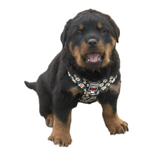 纯种赛级罗威纳幼犬大型犬双血统猛犬防暴犬德系护卫犬警犬看家犬