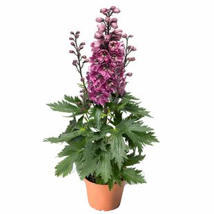 大花飞燕草花种子蓝色系翠雀鸽子花千鸟花多年生宿根耐寒花卉种籽