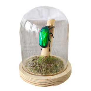 真昆虫标本玻璃罩防尘罩甲虫标本吉丁虫标本手工艺品送人生日礼物