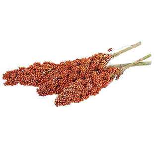 红缨子高粱种籽糯矮杆种子孑酿酒高产抗旱五谷杂粮食用特大扫把米