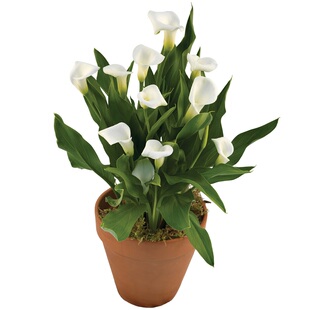 左家花园 彩色马蹄莲种球1球进口大球阳台盆栽四季新手易养长花期