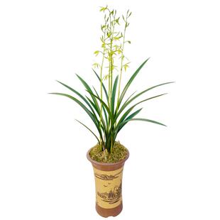 华香园兰花 浓香墨兰 白墨 过年开花办公室内花卉绿植多肉蝴蝶兰