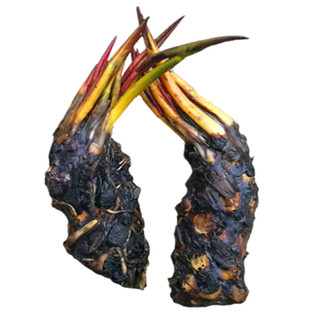 鱼池水缸河道种植睡莲老根大小带芽根苗 莲花苗水生花卉植物碗莲