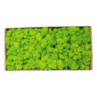 永生苔藓植物背景墙面室内仿真装饰白发藓永生花青苔绿植蓬藓鹿蕊