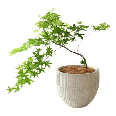 疗愈系氛围感黄金流泉枫禅意绿植