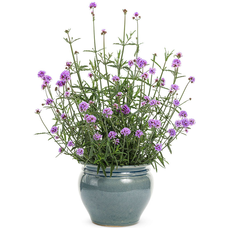 柳叶马鞭草种子200粒紫顶龙芽草凤颈草花籽可切花宿根多年生春播