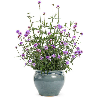 柳叶马鞭草种子宿根多年生