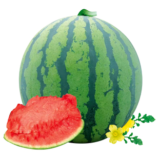 红妃无籽西瓜种子南方红肉无子西瓜种籽特大巨型超大瓜果种孑