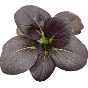 紫罗兰紫油菜种子小青菜种籽红上海青菜籽蔬菜孑菜种秋季四季籽种