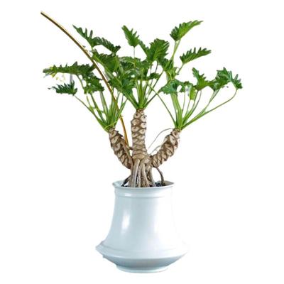 老桩龙鳞春羽小天使耐荫观叶植物