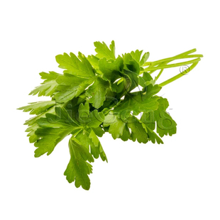 意大利平叶欧芹种子 法香 香芹 洋芫荽Italian Giant Parsley香草