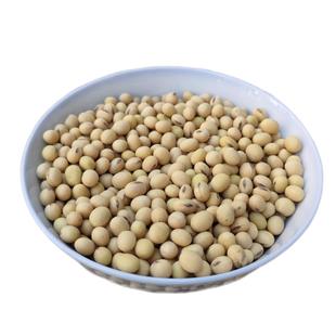 2025新黄豆农家自种非转基因老品种土黄豆打豆浆做豆腐豆花专用豆