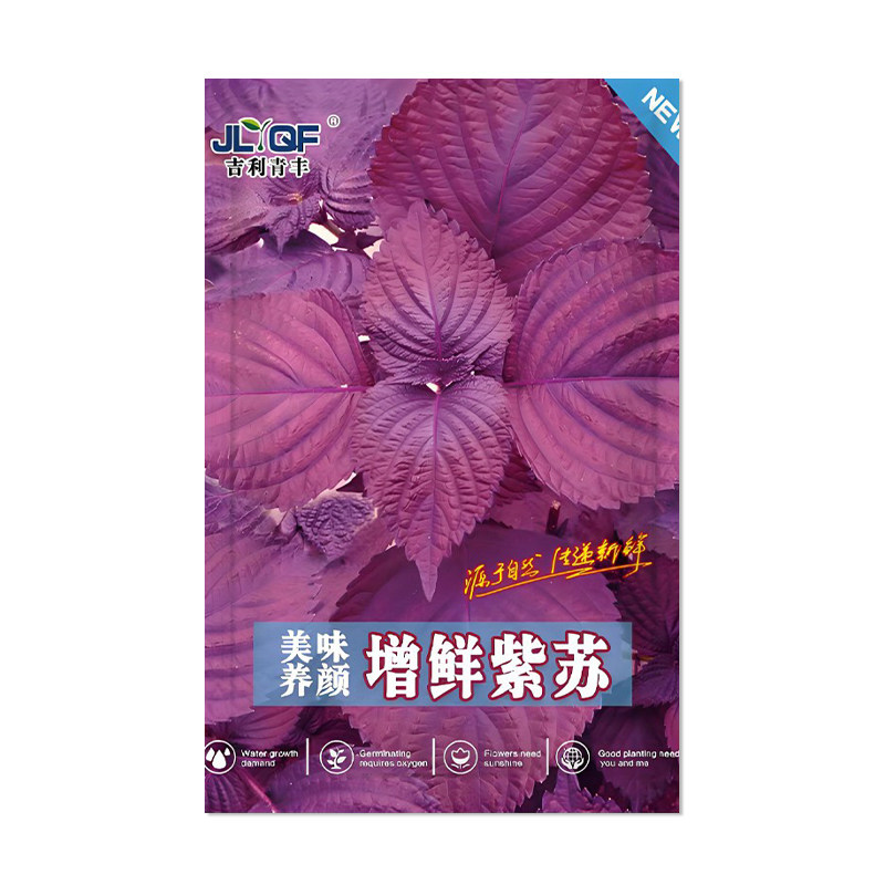 吉利青丰增香紫苏种子
