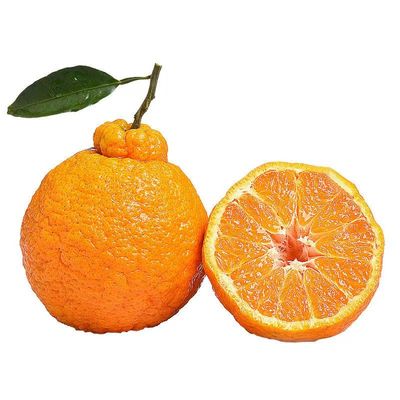 四川春见耙耙柑粑粑柑现摘丑桔当季新鲜水果特大果无籽果园年货节