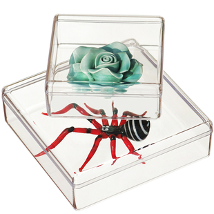 透明塑料小盒子 正方形 标本盒收纳盒 首饰包装盒 PS胶盒有盖